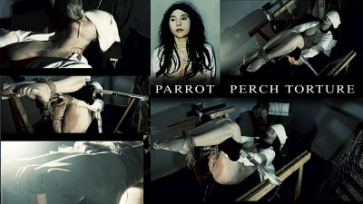 parrot perch torture pinochet